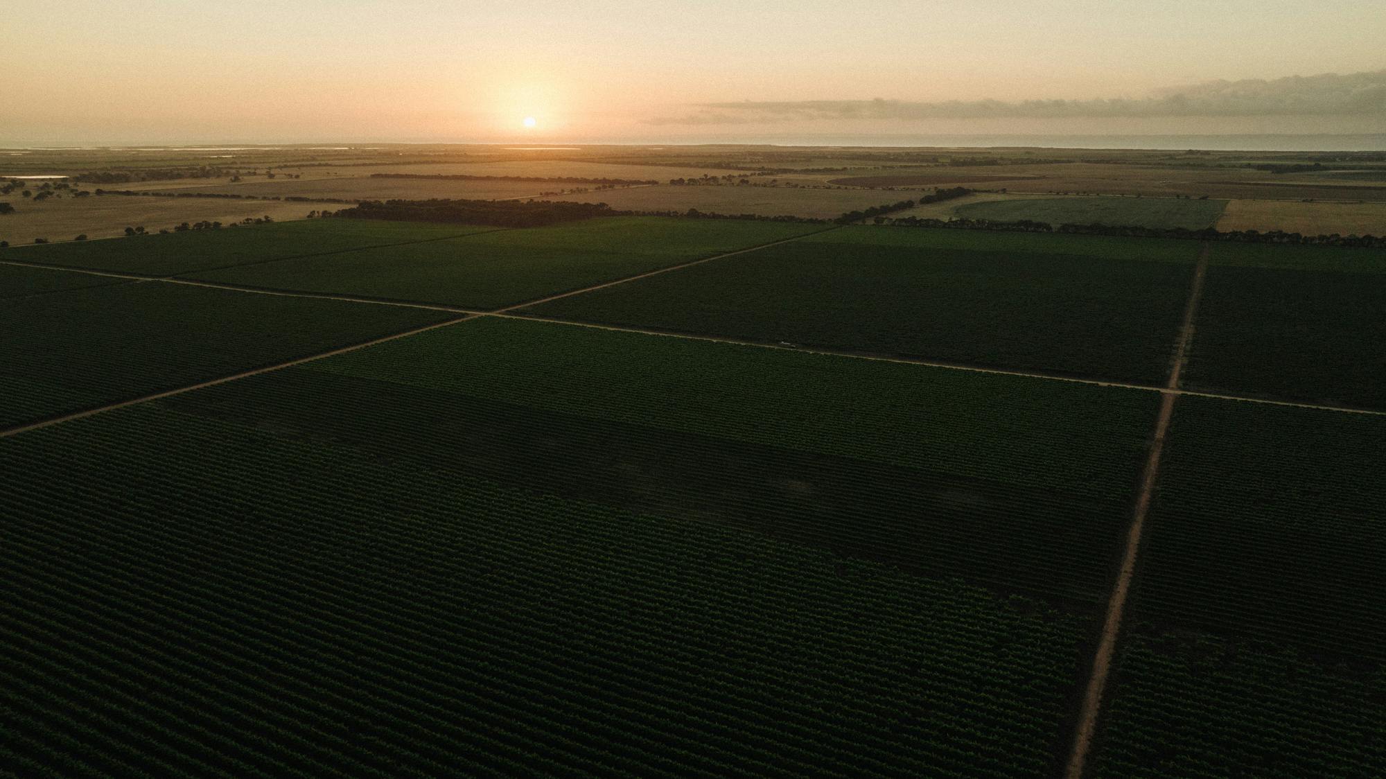 Birds eye view of the vineyard